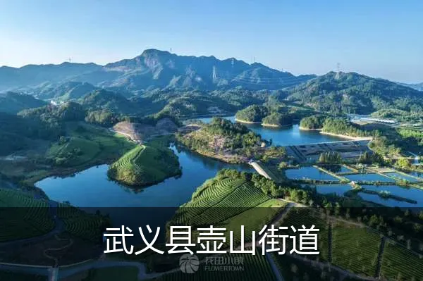 武义县壶山街道
